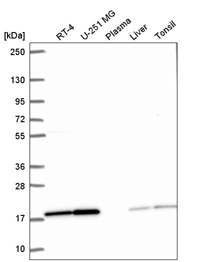 Anti-PPIL1 Antibody