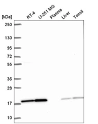 Anti-PPIL1 Antibody