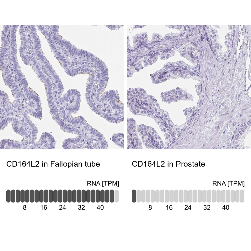 Anti-CD164L2 Antibody