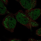 Anti-DMRTA2 Antibody