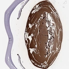 Immunohistochemical staining of human eye using Anti-BFSP2 antibody HPA062959.