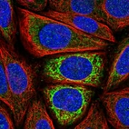 Immunofluorescent staining of human cell line SiHa shows localization to mitochondria.