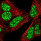 Immunofluorescent staining of human cell line HEK 293 shows localization to nuclear speckles.