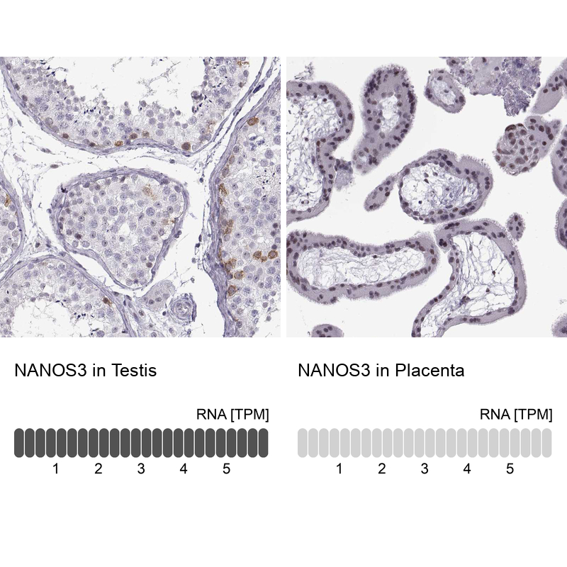 Anti-NANOS3 Antibody