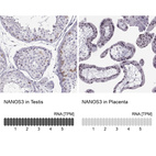 Anti-NANOS3 Antibody