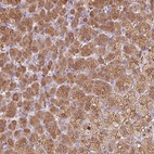 Anti-DHCR24 Antibody