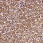 Anti-DHCR24 Antibody