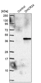 Western blot analysis in control (vector only transfected HEK293T lysate) and DHCR24 over-expression lysate (Co-expressed with a C-terminal myc-DDK tag (~3.1 kDa) in mammalian HEK293T cells, LY402373).