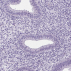 Anti-ELAVL2 Antibody