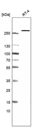 Western blot analysis in human cell line RT-4.