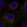 Anti-AMOTL2 Antibody