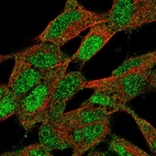 Immunofluorescent staining of human cell line SH-SY5Y shows localization to nucleus & cytosol.