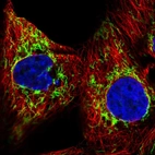 Immunofluorescent staining of human cell line A-431 shows localization to mitochondria.