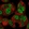 Anti-FOXO3 Antibody