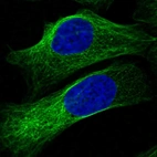 Immunofluorescent staining of human cell line U-2 OS shows localization to microtubules.
