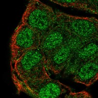 Anti-PTPN13 Antibody