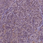 Immunohistochemical staining of human pancreas shows weak nuclear positivity in exocrine glandular cells.