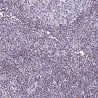 Immunohistochemical staining of human tonsil shows weak nuclear positivity in non-germinal center cells.