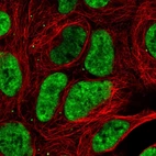 Immunofluorescent staining of human cell line HEK 293 shows localization to nuclear speckles.