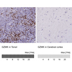 Immunohistochemistry analysis in human tonsil and cerebral cortex tissues using HPA063181 antibody. Corresponding GZMK RNA-seq data are presented for the same tissues.