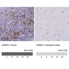 Immunohistochemistry analysis in human tonsil and cerebral cortex tissues using HPA063181 antibody. Corresponding GZMK RNA-seq data are presented for the same tissues.