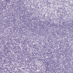 Anti-SP7 Antibody