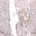Immunohistochemical staining of human pancreas shows strong nuclear positivity in endocrine glandular cells.