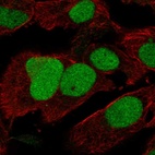 Immunofluorescent staining of human cell line U-2 OS shows localization to nucleus.