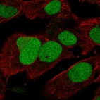 Immunofluorescent staining of human cell line U-2 OS shows localization to nucleus.