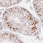 Immunohistochemical staining of human testis shows moderate to strong nuclear positivity in cells in seminiferous ducts.