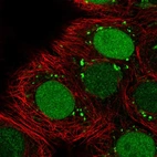 Immunofluorescent staining of human cell line MCF7 shows localization to nucleus, the Golgi apparatus & vesicles.