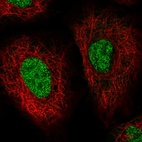Immunofluorescent staining of human cell line A549 shows localization to nucleus.