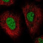 Immunofluorescent staining of human cell line A549 shows localization to nucleus.