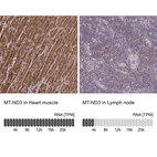 Anti-MT-ND3 Antibody