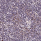 Immunohistochemical staining of human lymph node shows low expression as expected.