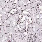 Anti-ZRANB2 Antibody