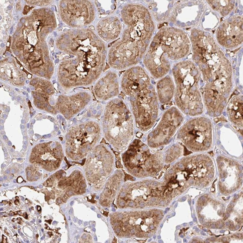 Anti-NECAP1 Antibody