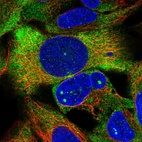 Anti-ZNF416 Antibody