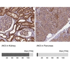 Anti-AK3 Antibody