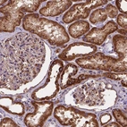 Immunohistochemical staining of human kidney shows high expression.
