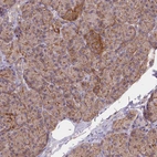 Immunohistochemical staining of human pancreas shows low expression as expected.