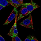 Immunofluorescent staining of human cell line Hep G2 shows localization to mitochondria.