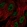 Anti-ZNF441 Antibody