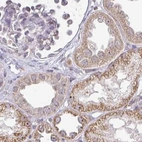 Immunohistochemical staining of human kidney using Anti-RSL24D1 antibody HPA063392.
