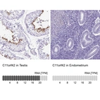 Anti-C11orf42 Antibody