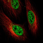 Immunofluorescent staining of human cell line HeLa shows localization to nuclear speckles, nuclear membrane & the Golgi apparatus.