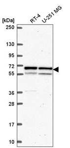 Anti-KPNA1 Antibody