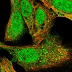 Immunofluorescent staining of human cell line U-2 OS shows localization to nucleus & cytosol.