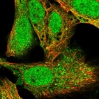 Immunofluorescent staining of human cell line U-2 OS shows localization to nucleus & cytosol.