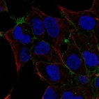 Immunofluorescent staining of human cell line HEK 293 shows localization to plasma membrane.